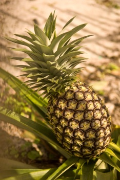 Pineapple in a Malagasy village garden.