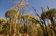 Spiny thicket with baobab, euporbia and octopus trees