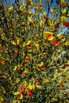 In spring, gorse flowers all around Bariloche