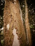 An indigenous paper bark tree